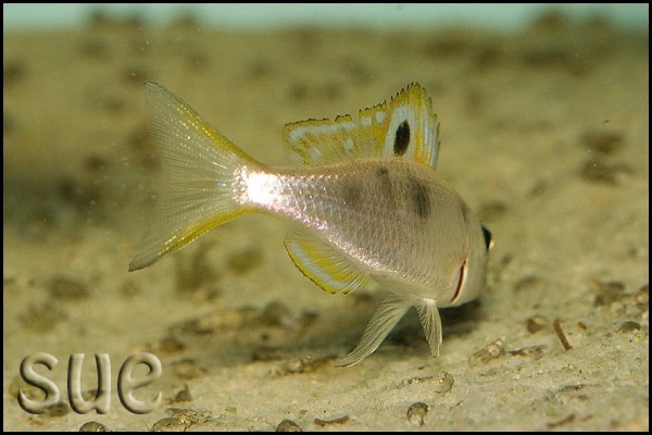 Ectodus descampsii 'Chisanze'